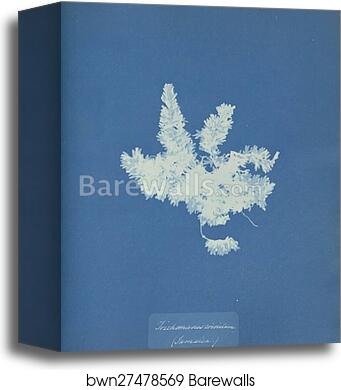 Trichomones crinitum, Jamaica by Anna Atkins, Canvas Print Trichomones crinitum, Jamaica by Anna Atkins, Canvas Print