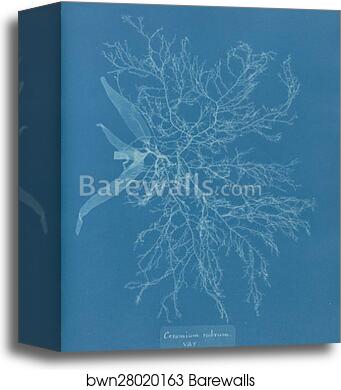 Ceramium rubrum, var by Anna Atkins, Canvas Print