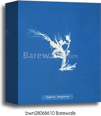 Conferva æruginosa by Anna Atkins, Canvas Print