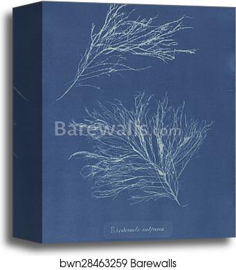 Rhodomela subfusca by Anna Atkins, Canvas Print