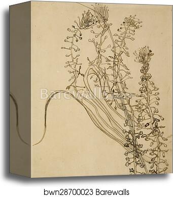 Tassel hyancinth by Vincent Van Gogh, Canvas Print