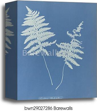 Lastrea thelypteris, British by Anna Atkins, Canvas Print