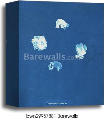 Corynephora marina by Anna Atkins, Canvas Print