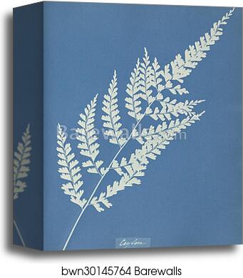 Ceylon by Anna Atkins, Canvas Print