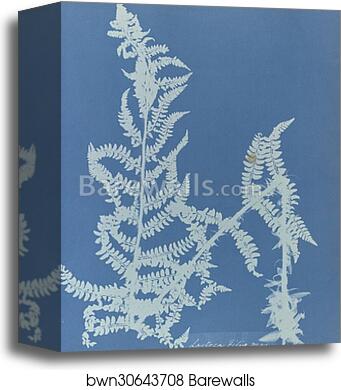 Lastrea filix mas, British by Anna Atkins, Canvas Print