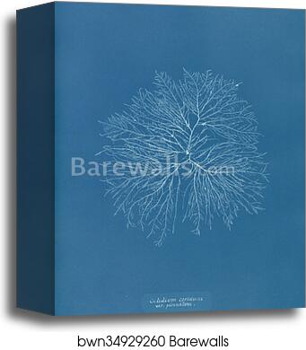 Gelideum corneum var. pinnatum by Anna Atkins, Canvas Print