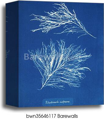 Rhodomela subfusca by Anna Atkins, Canvas Print
