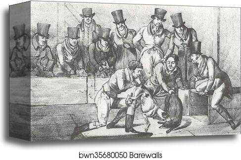Badger Baiting, London, Circa 1824 by Henry Thomas Alken, Canvas Print