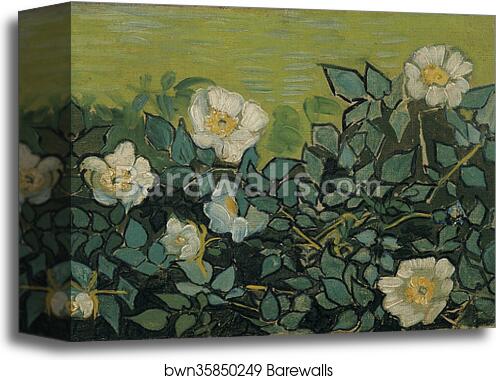 Wild roses by Vincent Van Gogh, Canvas Print