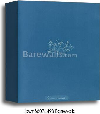 Cystoseira barbata by Anna Atkins, Canvas Print