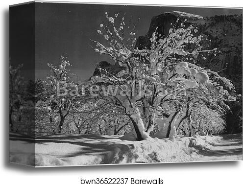 Trees with snow on branches, "Half Dome, Apple Orchard, Yosemite," California. April 1933. Photographs of National Parks and Monuments, compiled 1941 - 1942, documenting the period ca. 1933 - 1942 by Ansel Adams (1902-1984), Canvas Print Trees with snow on branches, "Half Dome, Apple Orchard, Yosemite," California. April 1933. Photographs of National Parks and Monuments, compiled 1941 - 1942, documenting the period ca. 1933 - 1942 by Ansel Adams (1902-1984), Canvas Print