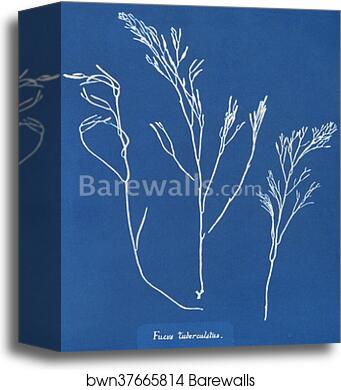 Fucus tuberculatus by Anna Atkins, Canvas Print
