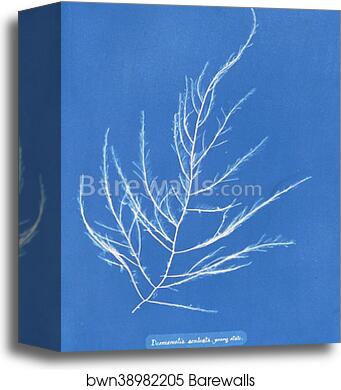Desmarestia aculeata, young state by Anna Atkins, Canvas Print
