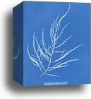 Desmarestia aculeata, young state by Anna Atkins, Canvas Print