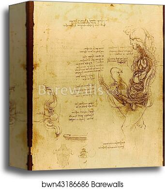 Coition of a Hemisected Man and Woman by Leonardo Da Vinci, Canvas Print