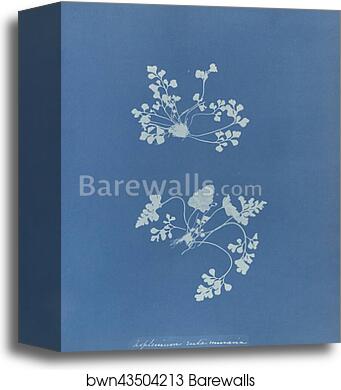 Asplenium ruta muraria, British by Anna Atkins, Canvas Print