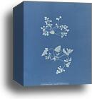 Asplenium ruta muraria, British by Anna Atkins, Canvas Print