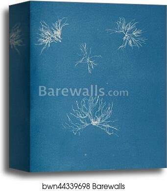 Schizonema helminthosum by Anna Atkins, Canvas Print
