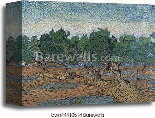 Olive grove by Vincent Van Gogh, Canvas Print
