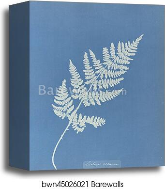 Lastrea recurva, British by Anna Atkins, Canvas Print