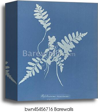 Asplenium marinum, British by Anna Atkins, Canvas Print
