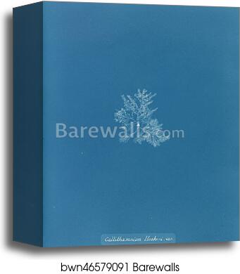 Callithamnion Hookeri. var by Anna Atkins, Canvas Print