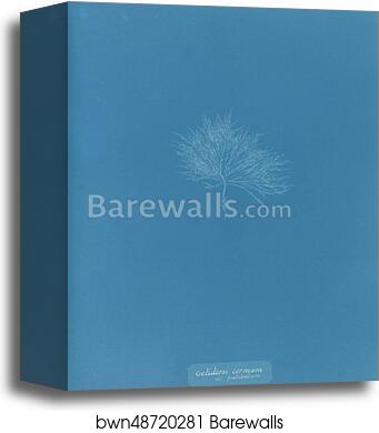 Gelideum corneum var. pulchellum by Anna Atkins, Canvas Print