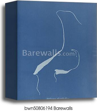 Asplenium rhizophyllum by Anna Atkins, Canvas Print