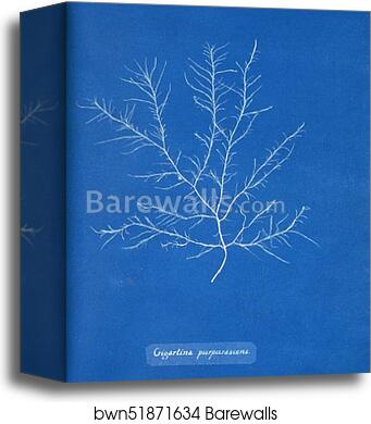 Gigartina purpurascens by Anna Atkins, Canvas Print