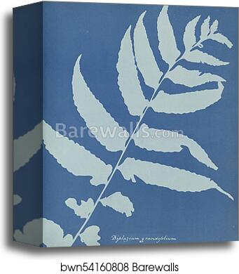 Diplazium grandifolium, Jamaica by Anna Atkins, Canvas Print