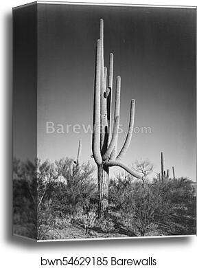 Full view of cactus and surrounding shrubs, "In Saguaro National Monument," Arizona. (Vertical Orientation).  Photographs of National Parks and Monuments, compiled 1941 - 1942, documenting the period ca. 1933 - 1942 by Ansel Adams (1902-1984), Canvas Print