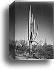 Full view of cactus and surrounding shrubs, "In Saguaro National Monument," Arizona. (Vertical Orientation).  Photographs of National Parks and Monuments, compiled 1941 - 1942, documenting the period ca. 1933 - 1942 by Ansel Adams (1902-1984), Canvas Print