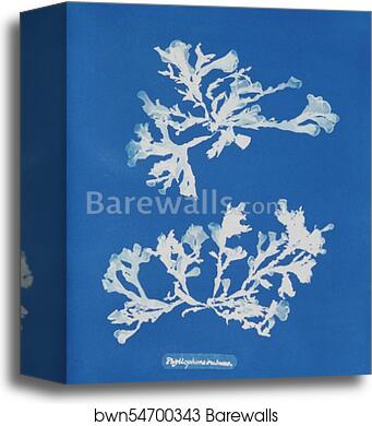 Phyllophora rubens by Anna Atkins, Canvas Print