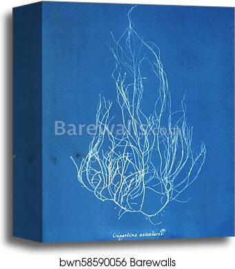 Gigartina acicularis by Anna Atkins, Canvas Print