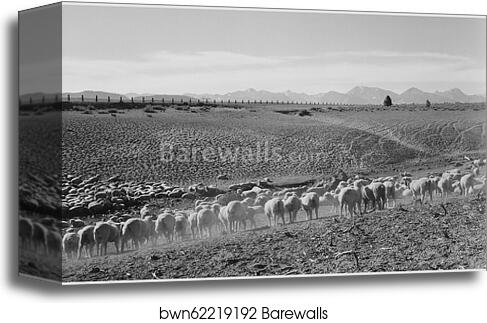 Flock in Owens Valley, California, 1941..  Photographs of National Parks and Monuments, compiled 1941 - 1942, documenting the period ca. 1933 - 1942 by Ansel Adams (1902-1984), Canvas Print