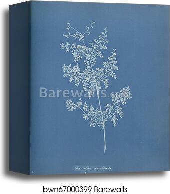 Davallia aeuleata, Jamaica by Anna Atkins, Canvas Print