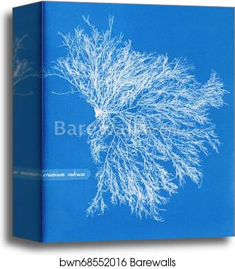 Ceramium rubrum by Anna Atkins, Canvas Print