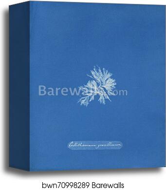 Callithamnion gracillimum [loose plate] by Anna Atkins, Canvas Print