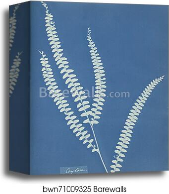 Ceylon by Anna Atkins, Canvas Print