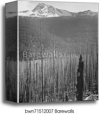Pine trees, snow covered mountains in background, "Burned area, Glacier National Park," Montana. (vertical orientation). Photographs of National Parks and Monuments, compiled 1941 - 1942, documenting the period ca. 1933 - 1942 by Ansel Adams (1902-1984), Canvas Print Pine trees, snow covered mountains in background, "Burned area, Glacier National Park," Montana. (vertical orientation). Photographs of National Parks and Monuments, compiled 1941 - 1942, documenting the period ca. 1933 - 1942 by Ansel Adams (1902-1984), Canvas Print