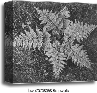 Close-up of ferns, from directly above, "In Glacier National Park," Montana.  Photographs of National Parks and Monuments, compiled 1941 - 1942, documenting the period ca. 1933 - 1942 by Ansel Adams (1902-1984), Canvas Print