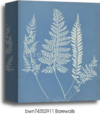Ceylon by Anna Atkins, Canvas Print