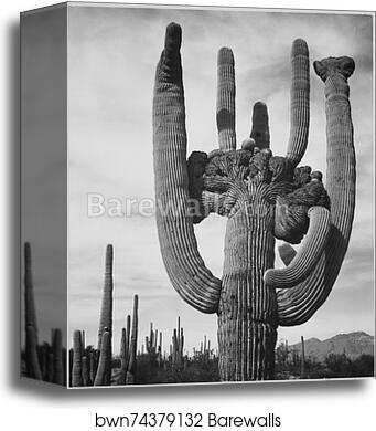 View of cactus and surrounding area "Saguaros, Saguaro National Monument," Arizona. (Vertical Orientation).  Photographs of National Parks and Monuments, compiled 1941 - 1942, documenting the period ca. 1933 - 1942 by Ansel Adams (1902-1984), Canvas Print
