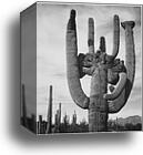 View of cactus and surrounding area "Saguaros, Saguaro National Monument," Arizona. (Vertical Orientation).  Photographs of National Parks and Monuments, compiled 1941 - 1942, documenting the period ca. 1933 - 1942 by Ansel Adams (1902-1984), Canvas Print
