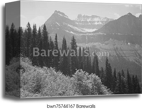 Trees and bushes in foreground, mountains in background, "In Glacier National Park," Montana. Photographs of National Parks and Monuments, compiled 1941 - 1942, documenting the period ca. 1933 - 1942 by Ansel Adams (1902-1984), Canvas Print Trees and bushes in foreground, mountains in background, "In Glacier National Park," Montana. Photographs of National Parks and Monuments, compiled 1941 - 1942, documenting the period ca. 1933 - 1942 by Ansel Adams (1902-1984), Canvas Print