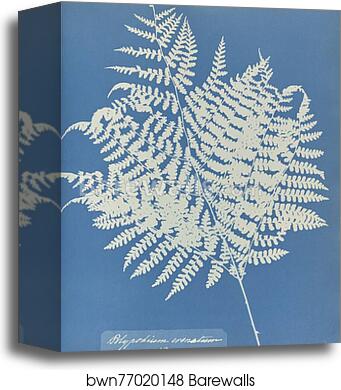 Polypodium crenatum, Norway by Anna Atkins, Canvas Print