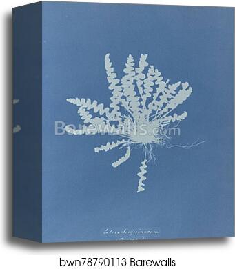 Ceterach officinarum, British by Anna Atkins, Canvas Print