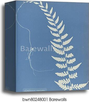 Asplenium radicans, Jamaica by Anna Atkins, Canvas Print