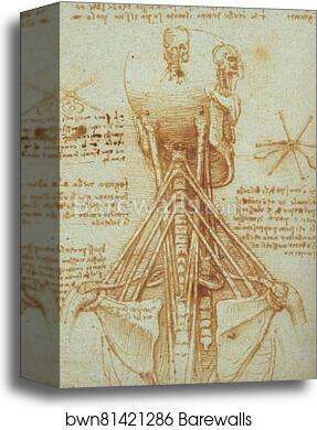 Anatomy of the Neck by Leonardo Da Vinci, Canvas Print