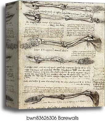 Studies of the Arm showing the Movements made by Biceps, c. 1510 by Leonardo Da Vinci, Canvas Print
